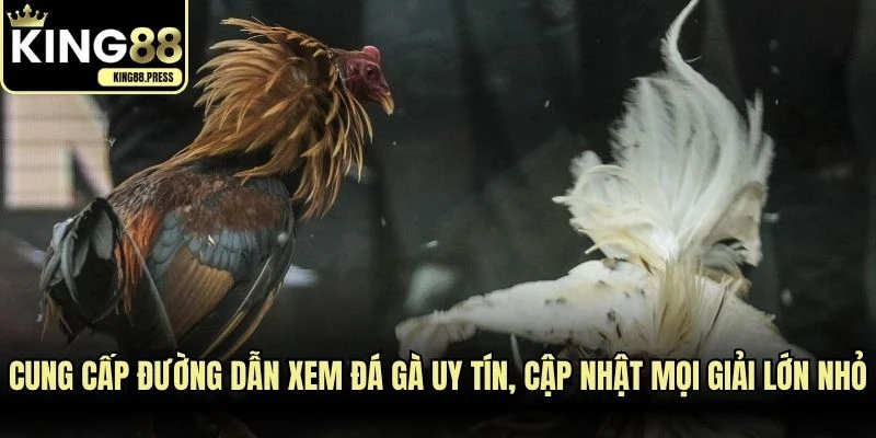 Cung cấp đường dẫn xem đá gà uy tín, cập nhật mọi giải lớn nhỏ