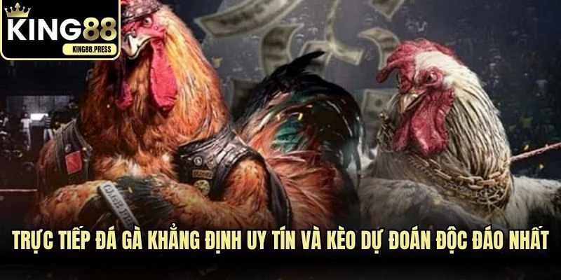 Trực tiếp đá gà khẳng định uy tín và kèo dự đoán độc đáo nhất